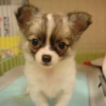 No.57 ロングコートチワワ　女の子♀　10月8日生まれ