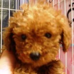 No.58 トイプードル　レッド　男の子♂　11月28日生まれ