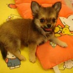 No.59 ロングコートチワワ　女の子♀　8月15日生まれ