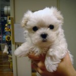 No.60 マルチーズ　女の子♀　12月2日生まれ