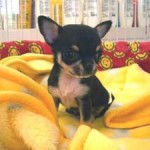 No.62　スムースコートチワワ　女の子♀　12月8日生まれ