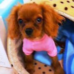 No.63　キャバリア　男の子♂　10月1日生まれ