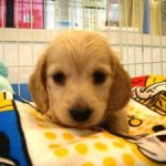 No.65　ミニチュアダックスフンド　男の子♂　1月10日生まれ