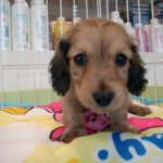 No.66 ミニチュアダックスフンド　男の子♂　1月12日生まれ