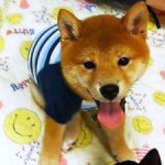 No.68 柴　女の子♀　10月31日生まれ