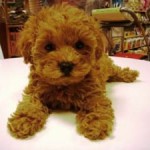 No.74 トイプードル　女の子♀　2月9日生まれ