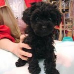 No.75  トイプードル　男の子♂　1月9日生まれ