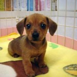 No.76　ミニチュアダックスフンド　女の子♀　3月25日生まれ