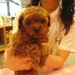 No.77  トイプードル　女の子♀　2月1日生まれ