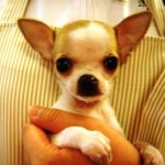 No.78  スムースコートチワワ　男の子♂　1月13日生まれ