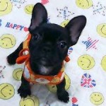 No.79  フレンチブルドッグ　女の子♀　10月29日生まれ