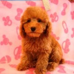 No.80  トイプードル　男の子♂　2月6日生まれ