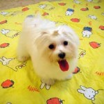 No.83  マルチーズ　女の子♀　1月7日生まれ