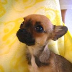 No.84 スムースコートチワワ　男の子♂　12月8日生まれ