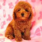 No.86 トイプードル　女の子♀　2月6日生まれ