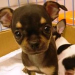 No.88 スムースコートチワワ　女の子♀　5月21日生まれ　