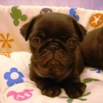 No.89  パグ　女の子♀　5月8日生まれ