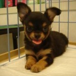 No.90 ロングコートチワワ　男の子♂　5月21日生まれ 