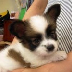 No.91  パピヨン　女の子♀　7月12日生まれ