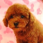 No.92 トイプードル　男の子♂　2月1日生まれ