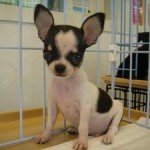 No.93  スムースコートチワワ　男の子♂　5月21日生まれ