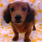 No.94  ミニチュアダックスフンド　女の子♀　3月25日生