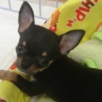 No.95  スムースコートチワワ　男の子♂　8月22日生まれ