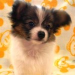 No.96 パピヨン　女の子♀　7月20日生まれ　