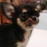 No.97 ロングコートチワワ　女の子♀　8月25日生まれ