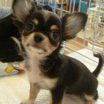 No.98 ロングコートチワワ　男の子♂　8月18日生まれ
