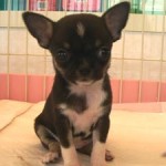 No.99 スムースコートチワワ　女の子♀　9月5日生まれ