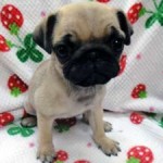 No.370 パグ　女の子♀　1月22日生まれ