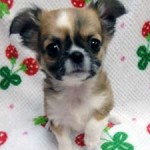 No.371 １月１２日生　ロングチワワ