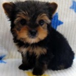 No.372 ヨークシャーテリア　２月２２生