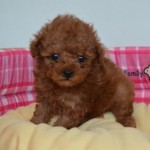トイプードル