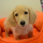 2月17日生まれ　ミニチュアダックスフンド　男の子