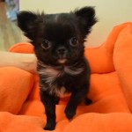 2月14日生まれ　ロングコートチワワ　男の子