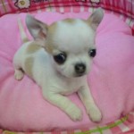 4月26日生まれ　スムースコートチワワ　女の子