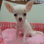 4月26日　スムースコートチワワ　女の子