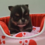 ４月３日生まれ　ロングコートチワワ　男の子