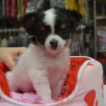 ４月２８日生まれ　ロングコートチワワ　男の子