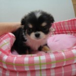 ロングコートチワワ