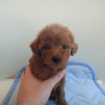６月１２日生まれ　トイプードル　女の子