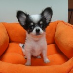 ６月１１日生まれ　ロングコートチワワ　男の子