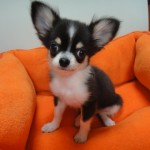 ６月１１日生まれ　ロングコートチワワ　男の子