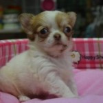 ロングコートチワワ　４月２６日生まれ　男の子