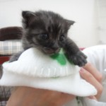 ８月２６日保護　猫くん