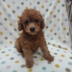 ７月１３日生まれ　トイプードル　男の子
