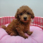 ７月１３日生まれ　トイプードル　女の子