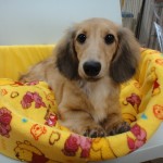 7月11日生まれ　ミニチュアダックスフンド　女の子